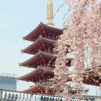 Japan Riverside Sakura Serenity