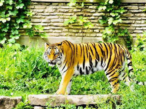 Buffalo Zoo Buffalo Zoo