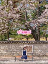 분홍빛 벚꽃으로 물든 경주의 봄🌸♥