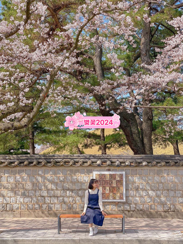 분홍빛 벚꽃으로 물든 경주의 봄🌸♥ 분홍빛 벚꽃으로 물든 경주의 봄🌸♥