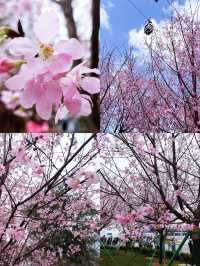 ชมซากุระบานที่ฮ่องกง