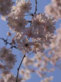 愛知　枝垂れ桜の隠れた名所　東谷山フルーツパーク