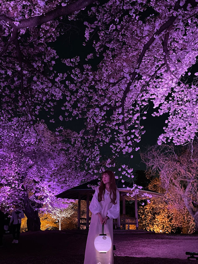 新宿御苑　桜のライトアップ