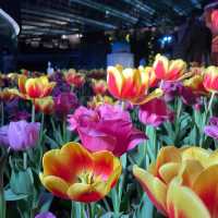 Flower Dome: Tulipmania 2021