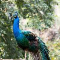 【福岡市動物園】親子好去處，教育娛樂兼具