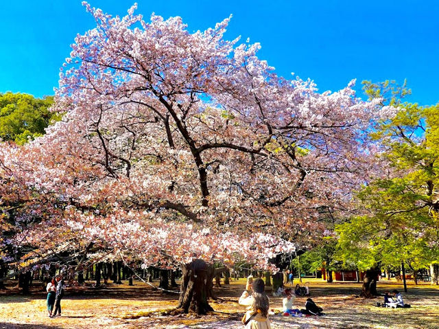 Cherry Blossoms Garden 