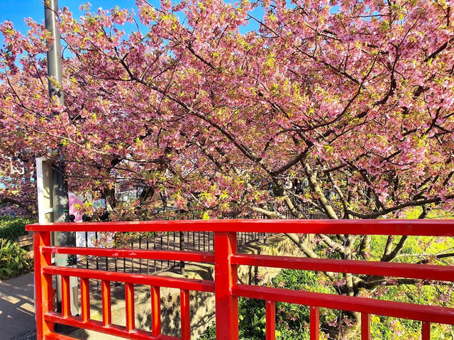 Kawazu Sakura, Shizuoka