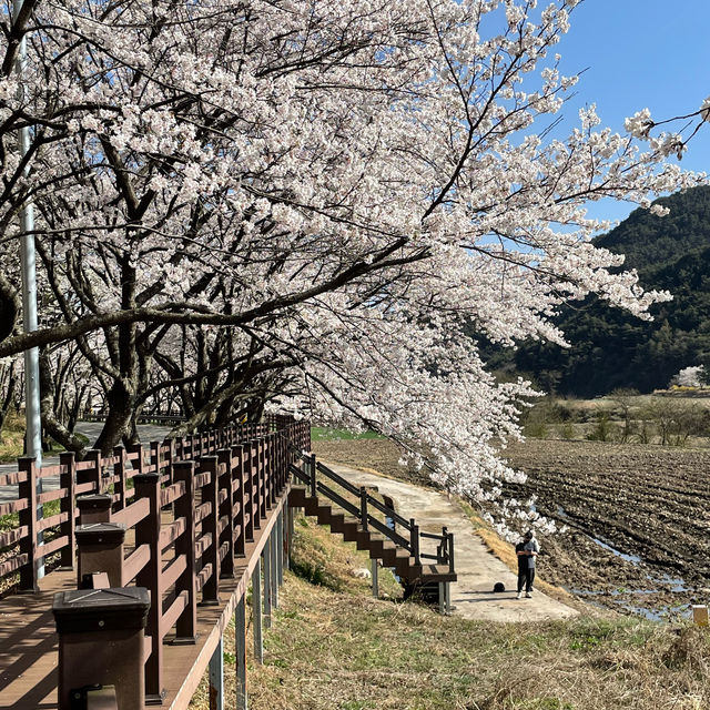 꼬불꼬불 긴 벚꽃 터널이 제일 예쁜 곳🌸