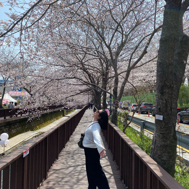 Visiting Jinhae cherry blossom festival? 