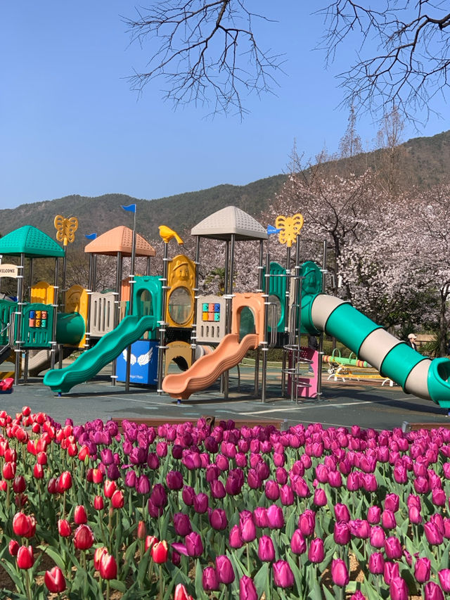 부산 근교 벚꽃 + 튤립 명소 김해 연지공원