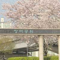 한산한 벚꽃 구경 스팟 추천 중랑장미공원💕