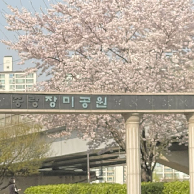 한산한 벚꽃 구경 스팟 추천 중랑장미공원💕