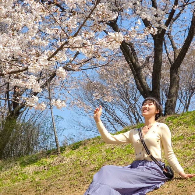 사울숲 벚꽃 실시간