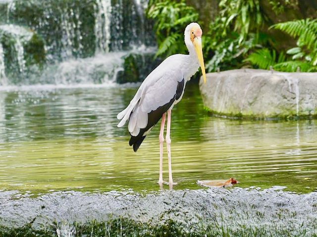 Kuala Lumpur Butterfly Garden