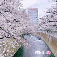 神田川お花見🌸