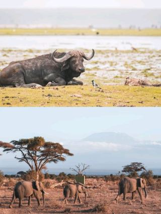 Jambo Kenya