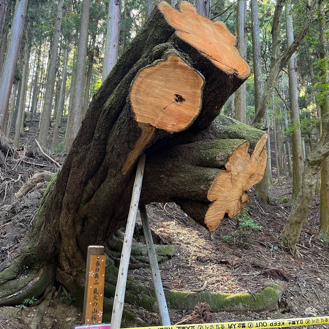 【世界遺産】春日山原始林　〜春日山遊歩道