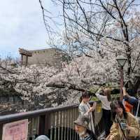 桜満開の目黒川