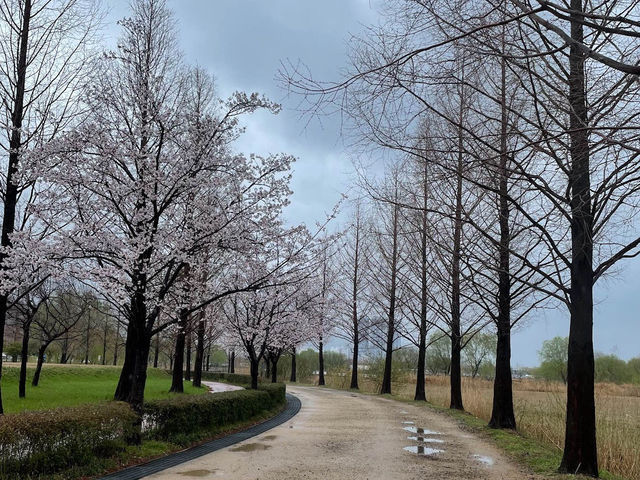 「釜山華明生態公園：春季遠離城市喧囂，親近自然的絕佳去處」