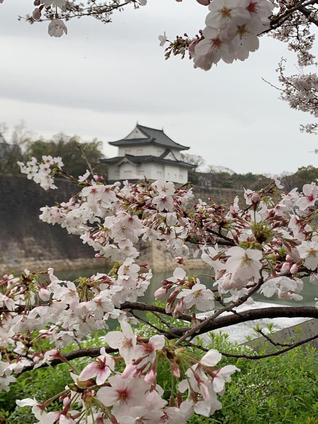 大阪城公園～必去免費賞櫻地點🌸