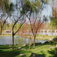 深圳內湖公園：自然與寧靜的綠洲 🌳🏞️