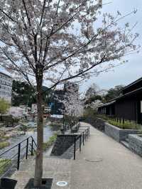 【山口県】音信川から桜を楽しむ