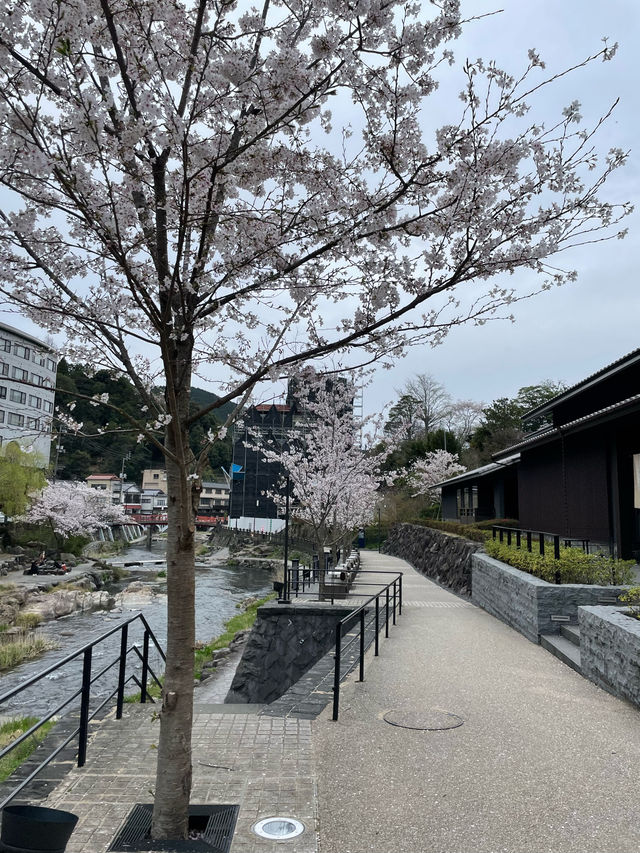 【山口県】音信川から桜を楽しむ