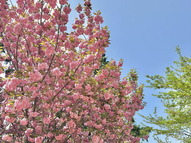 부산 겹벚꽃 제일 예쁜 민주공원🌸