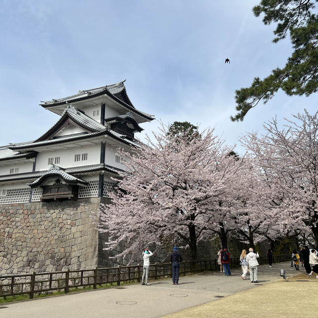 Cherry blossom in Kanazawa castle 