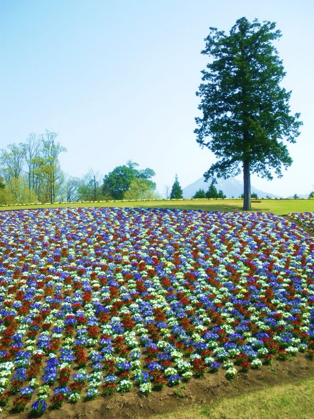 春を堪能【とっとり花回廊】