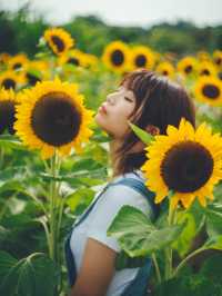 香港賞花🌼不用等夏天走進向日葵花海