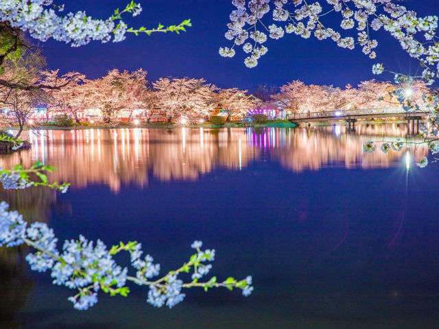 臥龍公園櫻花