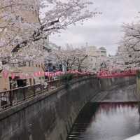 目黒川の桜まつり