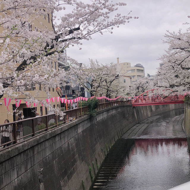 目黒川の桜まつり