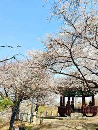 봄만 오면 가는 내 원픽🌸
