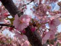 【日本廣島景點】縮景園之三：除了日櫻🌸還有限定活動：夜櫻🌸被夜櫻埋沒的縮景園更令人陶醉🌸
