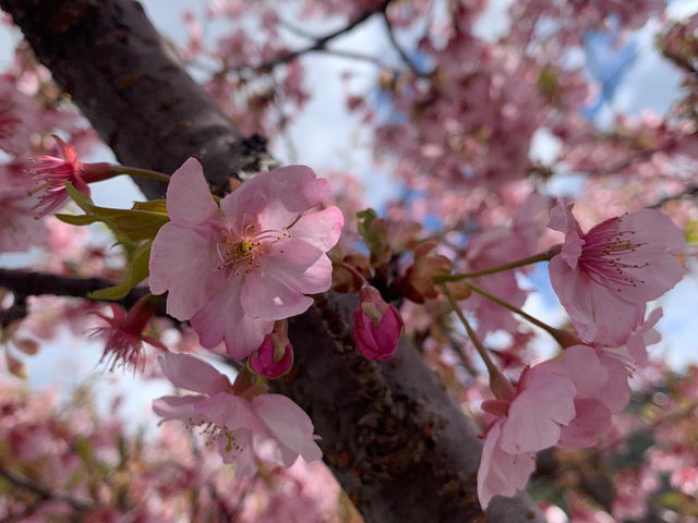 【日本廣島景點】縮景園之三：除了日櫻🌸還有限定活動：夜櫻🌸被夜櫻埋沒的縮景園更令人陶醉🌸