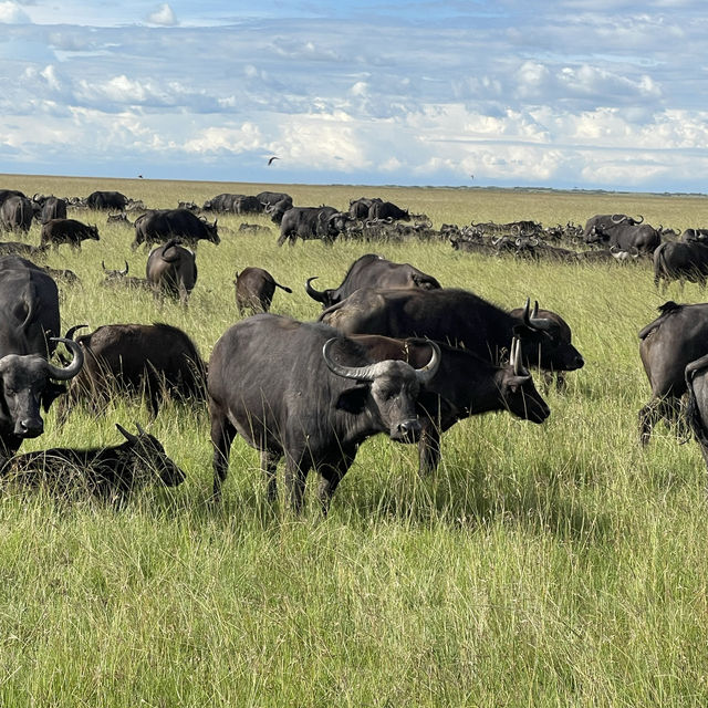 The incredible wild life of Masai Mara 