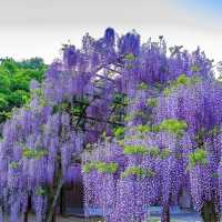 和氣町藤公園紫藤花