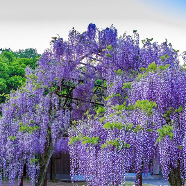 和氣町藤公園紫藤花