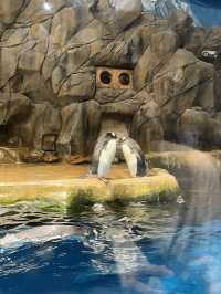 🎡 Ocean Park | สวนสนุกห้ามพลาดเมื่อมาฮ่องกง