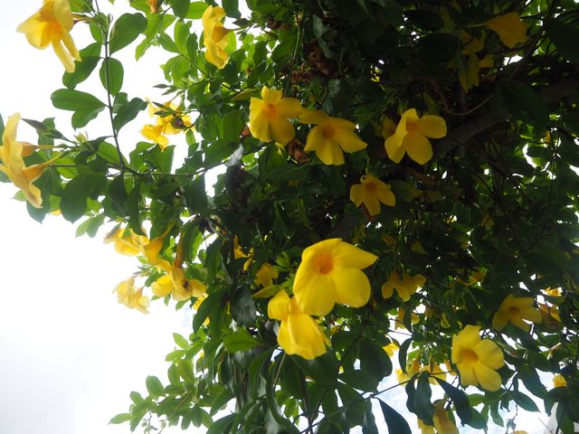 【宮古島】南国のお花がいっぱいユートピアファーム🌺
