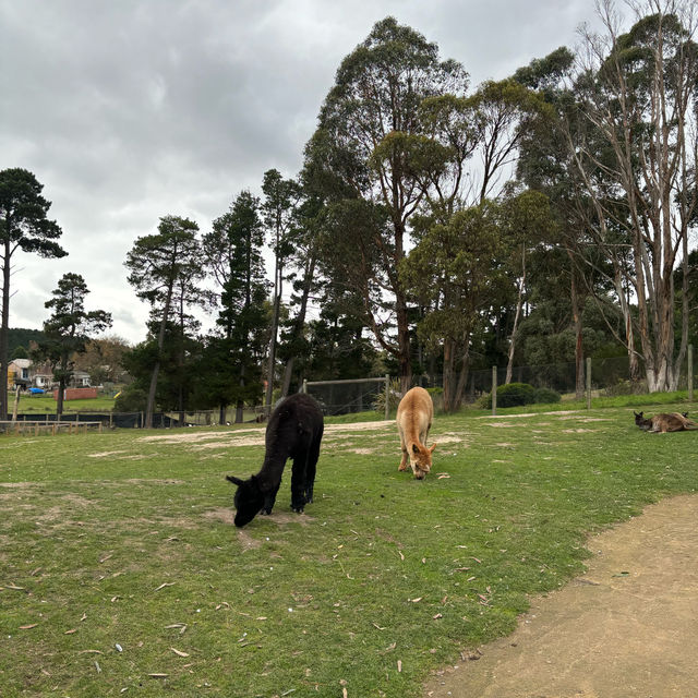 멜버른근교의 동물원🐨🦘🇦🇺