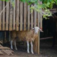 Green Season พานอนเต็นท์โดม