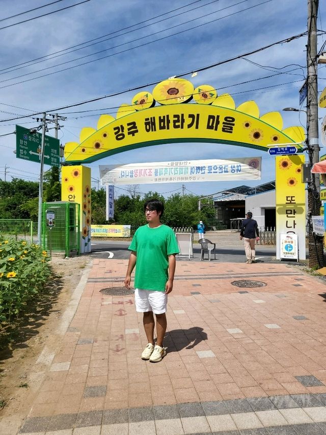 10만평 해바라기꽃밭이 펼쳐지는 강주마을