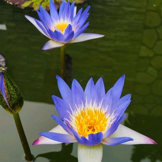 ✨深圳荷花賞~洪湖公園✨