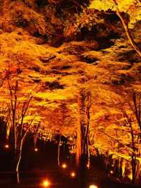 感動の紅葉が見れる🥺🍁香嵐渓🍁🥺