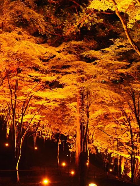 感動の紅葉が見れる🥺🍁香嵐渓🍁🥺