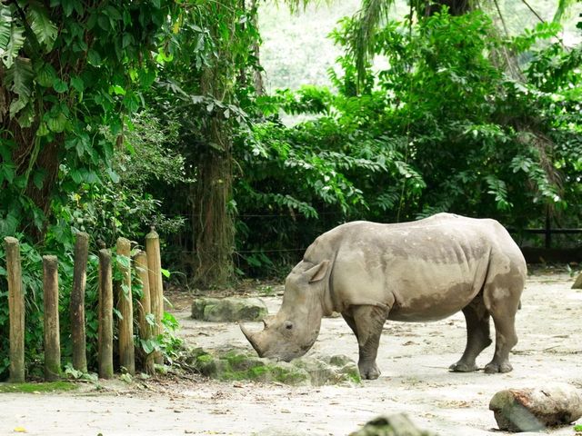 A family trip to Singapore Mandai Zoo