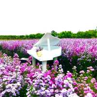 🌸 สวนดอกไม้ป้านกเอี้ยง